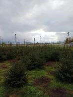 Kerstbomen picea Omorika, Tuin en Terras, Overige soorten, 100 tot 250 cm, Zomer, Ophalen