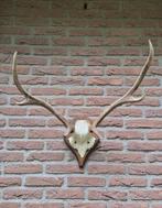 Edelhert Gewei Jacht Hut Mancave Overkapping D73, Verzamelen, Dierenverzamelingen, Ophalen, Hert, Gewei of Kop
