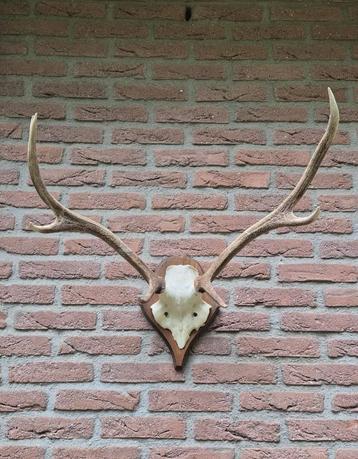 Edelhert Gewei Jacht Hut Mancave Overkapping D73 beschikbaar voor biedingen