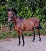 Super mooie merrie, Dieren en Toebehoren, Pony's, Merrie, Niet van toepassing, Recreatiepony, Gechipt