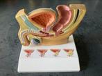 anatomisch model van de mannelijke bekken, Ophalen of Verzenden