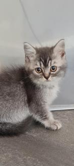 Britse korthaar/blauwe rus katertjes, Dieren en Toebehoren, Katten en Kittens | Raskatten | Korthaar, Kater, Ontwormd, 0 tot 2 jaar