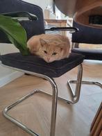 Nieuw huisje voor 2 katers rosig  ! Spoed, Dieren en Toebehoren, Katten en Kittens | Overige Katten, Kater, Kortharig, 3 tot 5 jaar