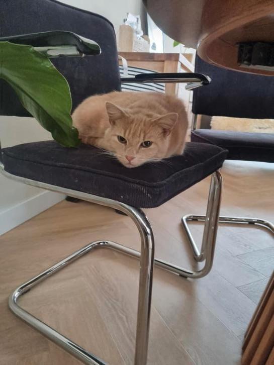 Nieuw huisje voor 2 katers rosig  ! Spoed, Dieren en Toebehoren, Katten en Kittens | Overige Katten, Kortharig, Kater, 3 tot 5 jaar