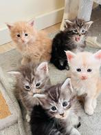 5 Maine Coon kittens, Dieren en Toebehoren, Katten en Kittens | Raskatten | Langhaar, Meerdere dieren, Gechipt, 0 tot 2 jaar