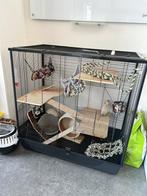 Tamme ratten met hok, Ophalen, Zo goed als nieuw