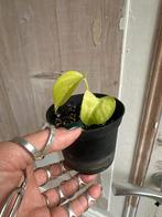 Epipremnum Neon gewortelde stek, Ophalen of Verzenden