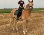 Haflinger ruin te koop, E pony (1.48m - 1.57m), B, Gechipt, Ruin