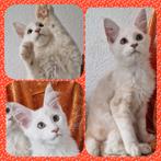 Maine Coons kittens met stamboom, Dieren en Toebehoren, Meerdere dieren, Gechipt, 0 tot 2 jaar