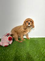 Cavalier king Charles spaniël pups te koop, Dieren en Toebehoren, Honden | Retrievers, Spaniëls en Waterhonden, Rabiës (hondsdolheid)