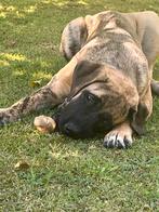 Presa Canario x Caucasian Ovcharka. Unieke kruising!, Dieren en Toebehoren, Honden | Bulldogs, Pinschers en Molossers, Overige rassen