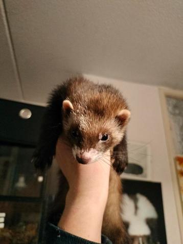 Vrouwelijke jonge fret ter adoptie  beschikbaar voor biedingen