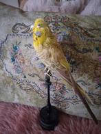 Opgezet vogeltje., Ophalen of Verzenden