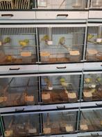 Vogels waterslagers, Dieren en Toebehoren, Meerdere dieren, Zangkanarie