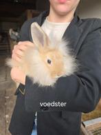 Kruising hangoor - leeuwenkop, Dieren en Toebehoren, Konijnen, Meerdere dieren, Middelgroot, Hangoor