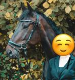 Te koop lieve ruin, Dieren en Toebehoren, Paarden, Ruin, Zadelmak, Gechipt, Recreatiepaard