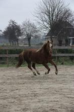 Welsh merries te koop, Merrie, Recreatiepaard