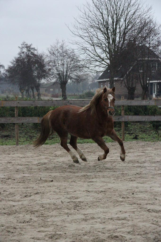 Welsh merries te koop, Dieren en Toebehoren, Paarden, Merrie, Recreatiepaard