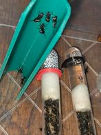 Camponotus Formosenis kolonie, Dieren en Toebehoren, Insecten en Spinnen, Mieren