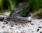Corydoras nanus, Dieren en Toebehoren, Vissen | Aquariumvissen, Vis, Zoetwatervis, Schoolvis
