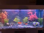 Juwel Rio 180 101x41x50 (incl. Kast), Dieren en Toebehoren, Vissen | Aquaria en Toebehoren, Ophalen, Zo goed als nieuw, Gevuld zoetwateraquarium
