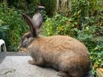 Te koop: raszuivere groot lotharinger voedster, Dieren en Toebehoren, Vrouwelijk, Groot, 0 tot 2 jaar
