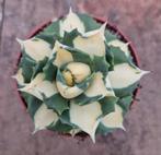 Agave Potatorum Gold p10 (1)