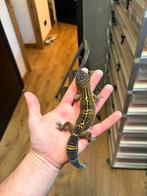 1.0 pure black night, Dieren en Toebehoren, Hagedis, 0 tot 2 jaar