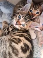 Bengaal kittens met stamboom, Meerdere dieren, 0 tot 2 jaar, Gechipt