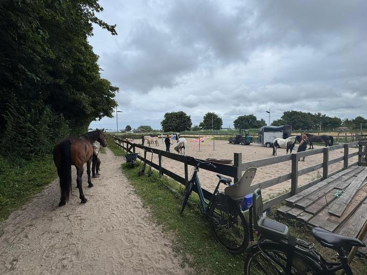 Plek op gezellige stal, Dieren en Toebehoren, Stalling en Weidegang, Stalling, Weidegang, 2 of 3 paarden of pony's