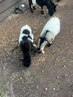 Geitje en bokje te koop, Dieren en Toebehoren, Mannelijk, Geit