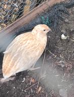 Japanse kwartels manen japanese beige merdere kleuren, Meerdere dieren, Overige soorten