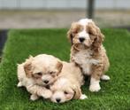 Maltipoo dwerg poedel x maltezer pups, Nederland, Parvo, Overige rassen, 8 tot 15 weken