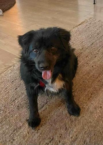  Lieve Stitch ter adoptie of noodopvang beschikbaar voor biedingen
