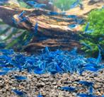 Blue Dream garnalen –Neocaridina– 10 + 1 gratis!, Dieren en Toebehoren, Vissen | Aquariumvissen, Kreeft, Krab of Garnaal, Zoetwatervis