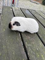 Mooie cavia’s, 3 vrouwtjes, Dieren en Toebehoren, Knaagdieren, Oktober, Vrouwelijk, Cavia