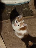 Lieve kitten, en heel mak, Dieren en Toebehoren, Katten en Kittens | Overige Katten, Poes