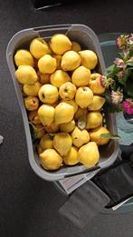 Verse Kweepeer Oogst, Ophalen