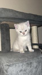 Silver shaded britse korthaar LAATSTE 2!, Meerdere dieren