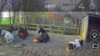 Ponys paradijs, Dieren en Toebehoren, Stalling en Weidegang