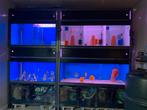 Discus kweek stelling tekoop., Dieren en Toebehoren, Vissen | Aquaria en Toebehoren, Ophalen of Verzenden, Zo goed als nieuw
