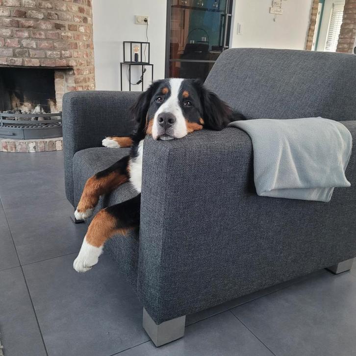 Berner sennen herplaatser, Dieren en Toebehoren, Honden-accessoires, Ophalen of Verzenden