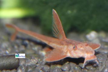 Rineloricaria lanceolata beschikbaar voor biedingen