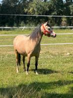 Diverse ponys, Dieren en Toebehoren, Pony's, Merrie, Recreatiepony