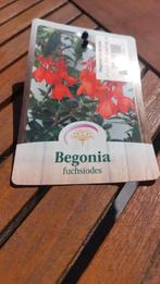 WIE KAN MIJ AAN DEZE TUINPLANT HELPEN, Ophalen of Verzenden, Zomer, Overige soorten, Volle zon