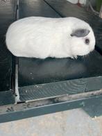 California Beertje, Dieren en Toebehoren, Knaagdieren, Cavia, Augustus, Mannelijk, Tam