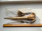 Asmat Dolk Been Kasuaris Vogel Papoea Nieuw Guinea Indonesia, Antiek en Kunst, Ophalen of Verzenden