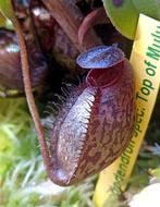 Stekken van Nepenthes aristolochioides x hamata, Tuin en Terras, Ophalen of Verzenden, Vaste plant, Overige soorten, Volle zon