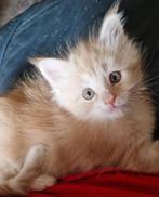 Maine coon kittens mannetjes, Dieren en Toebehoren, Katten en Kittens | Raskatten | Langhaar, Kater, Ontwormd, 0 tot 2 jaar