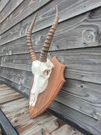 Blesbok schedel, Ophalen of Verzenden, Schedel